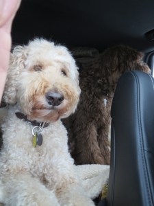 christmas-day-1-0201